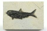 Detailed Fossil Fish (Knightia) - Wyoming #356777-1